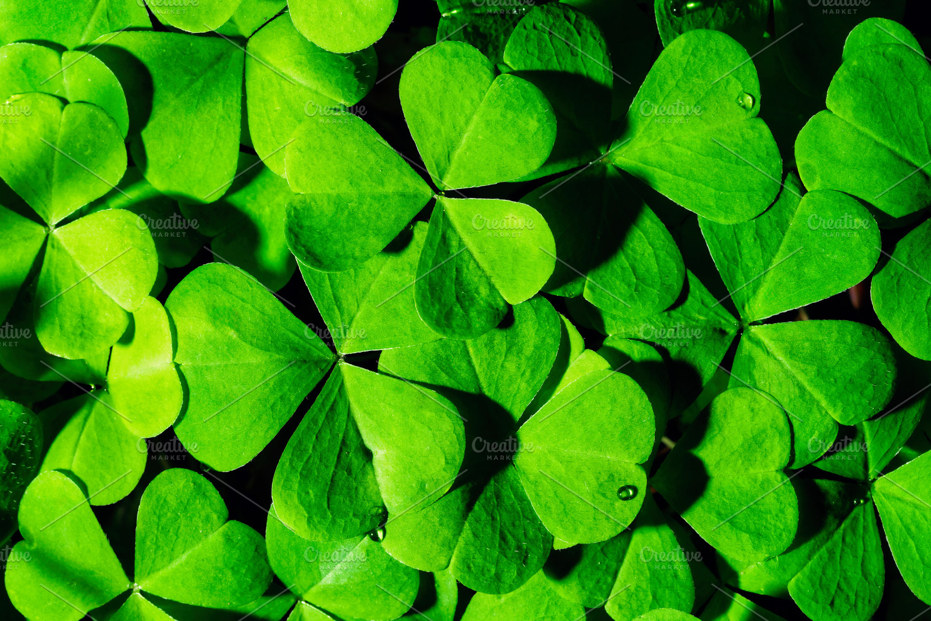 Green clover leaves illuminated by bright sunlight. Fresh shamrock foliage back, a Nature Photo by Eugene_Photo