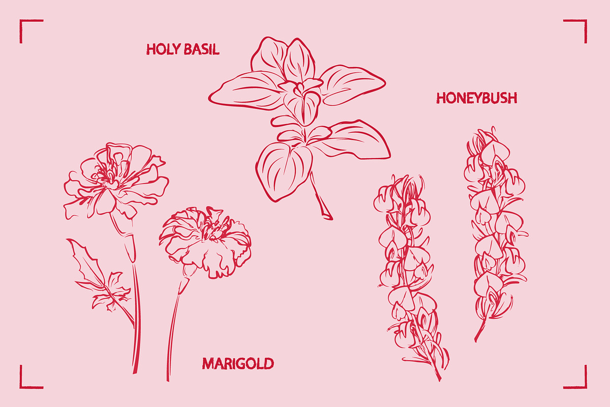 HERBAL TEA (30+ ILLUSTRATIONS), a Food Illustration by Bonfloret Studio (Photo 3 of 10)