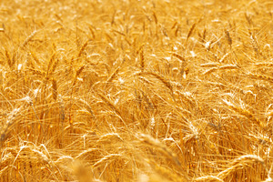 Close-up view of a ripe golden wheat field under sunlight, symbo, a Nature Photo by Ales Munt