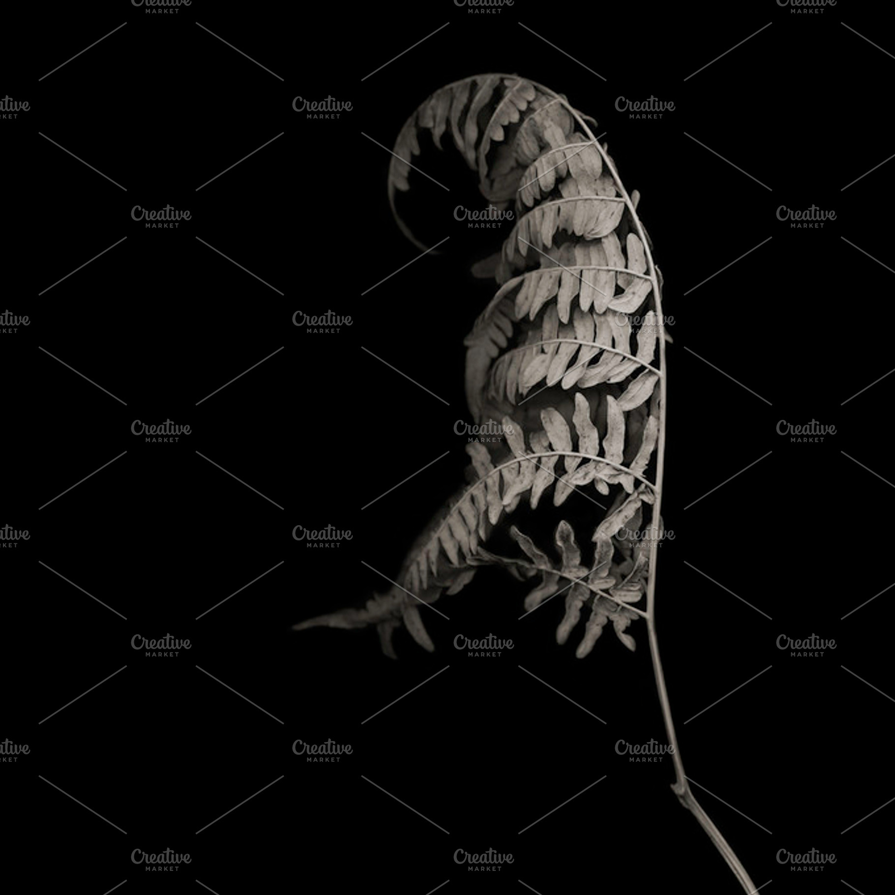 Dry Fern