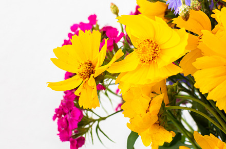 Beautiful summer flowers, a Nature Photo by Pandateam