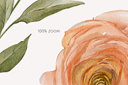 Peach BLOOM watercolor florals, a Decorative Illustration by Yuliia Lashevska (Thumbnail 12 of 14)