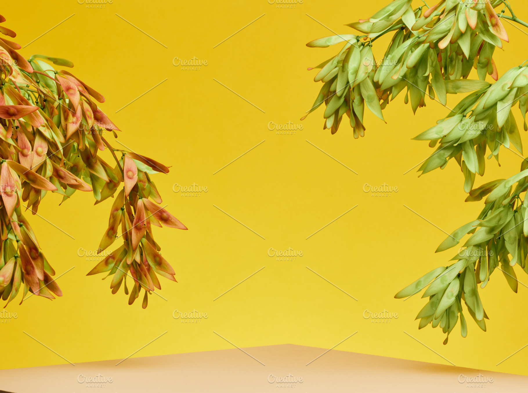 Hanging green pink plant branches on bright yellow background wi, a Background Photo by ndanko