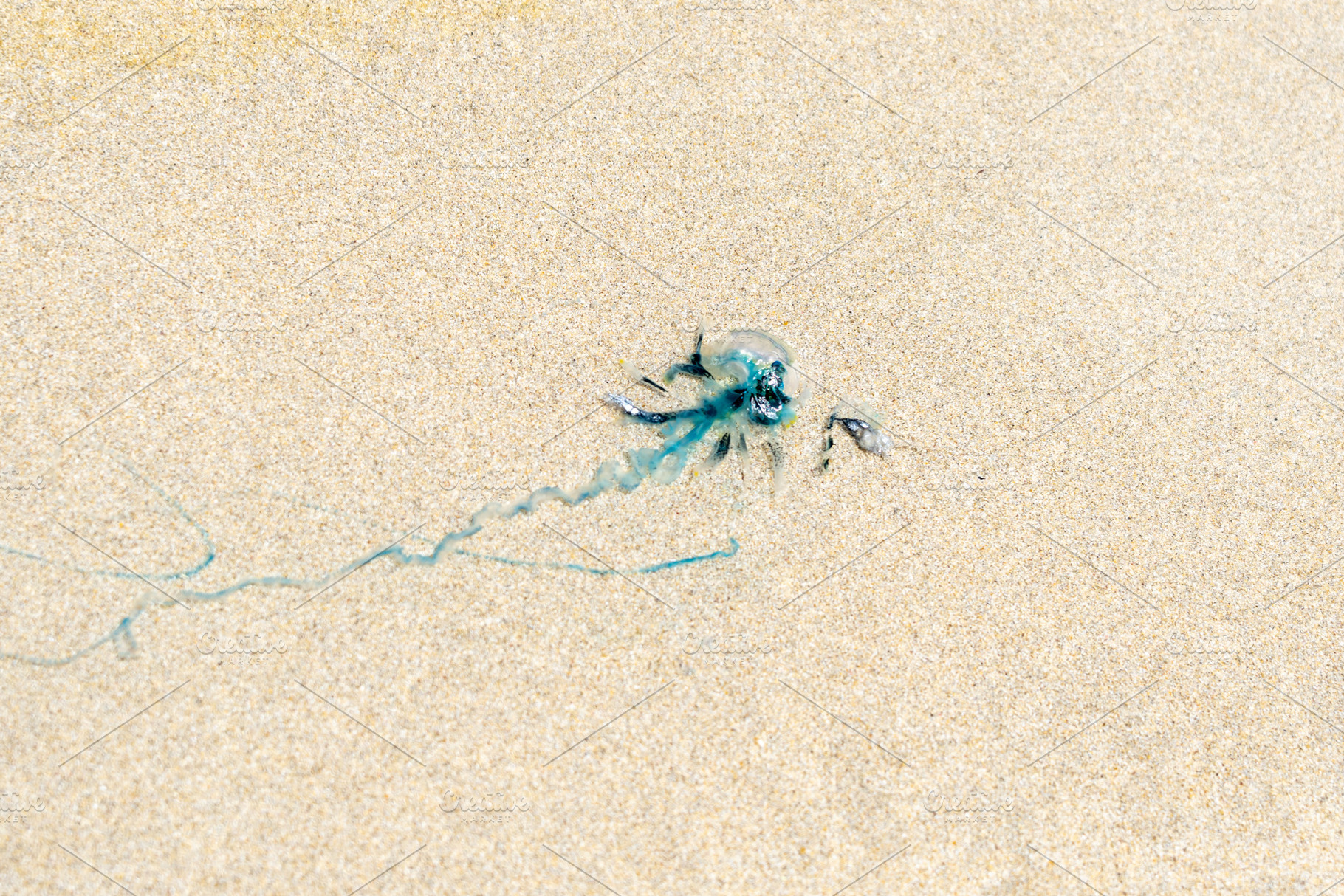 Jellyfish washed up on the sandy shores of Isabela Island, Galap, an Animal Photo by GoodGoods