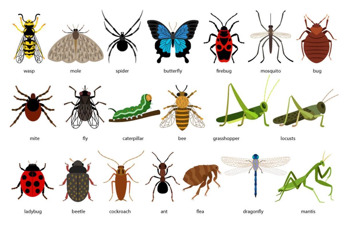 Insects, an Object Graphic by ianakauri (Photo 2 of 4)