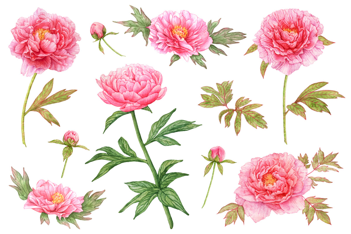 20%OFF! Watercolor Romantic Flowers, an Illustration by Katya Zlobina (Photo 2 of 6)