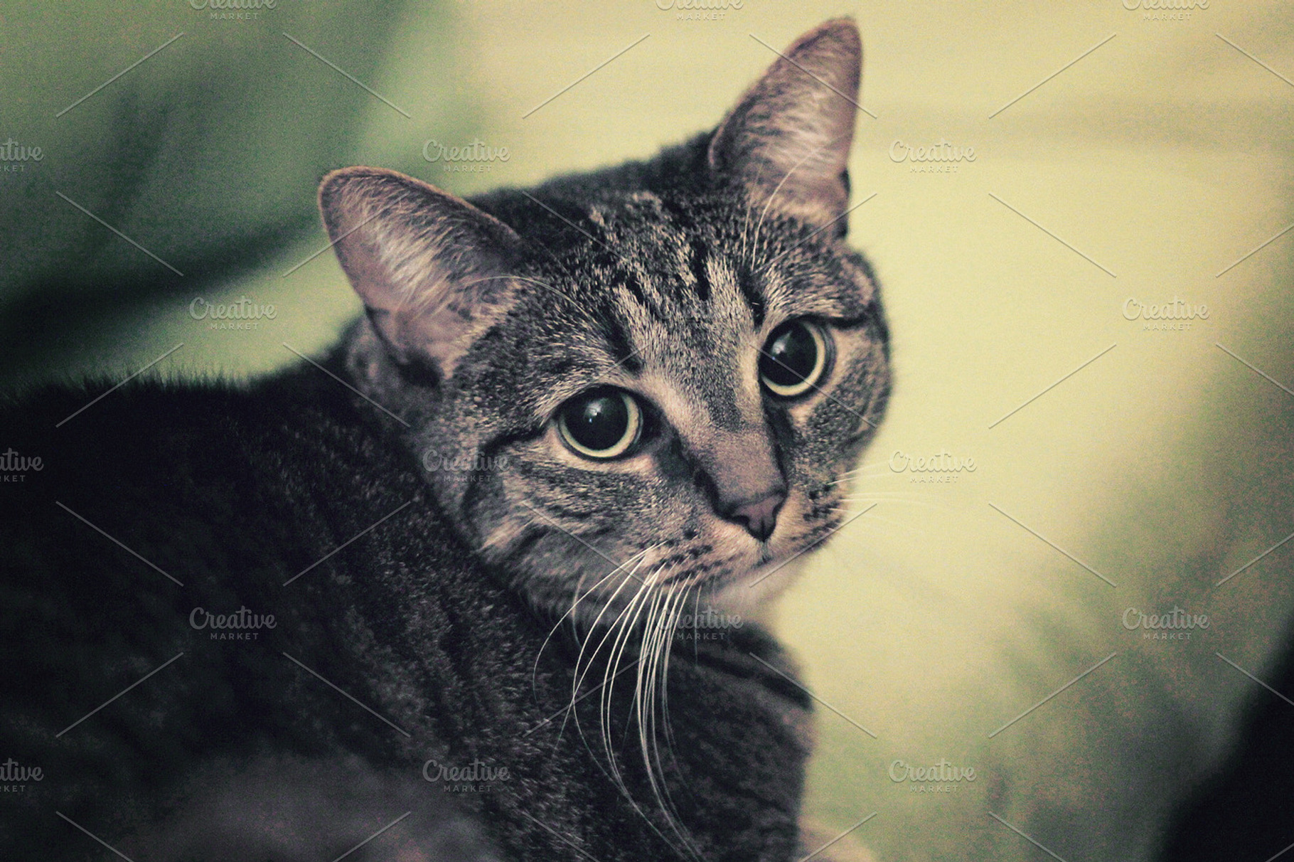 Cat stock photograph