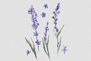 Wild Field Lavender PNG Watercolor