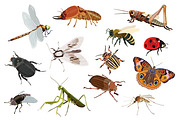 Insects vector set, an Object Illustration by Kopirin (Thumbnail 2 of 2)