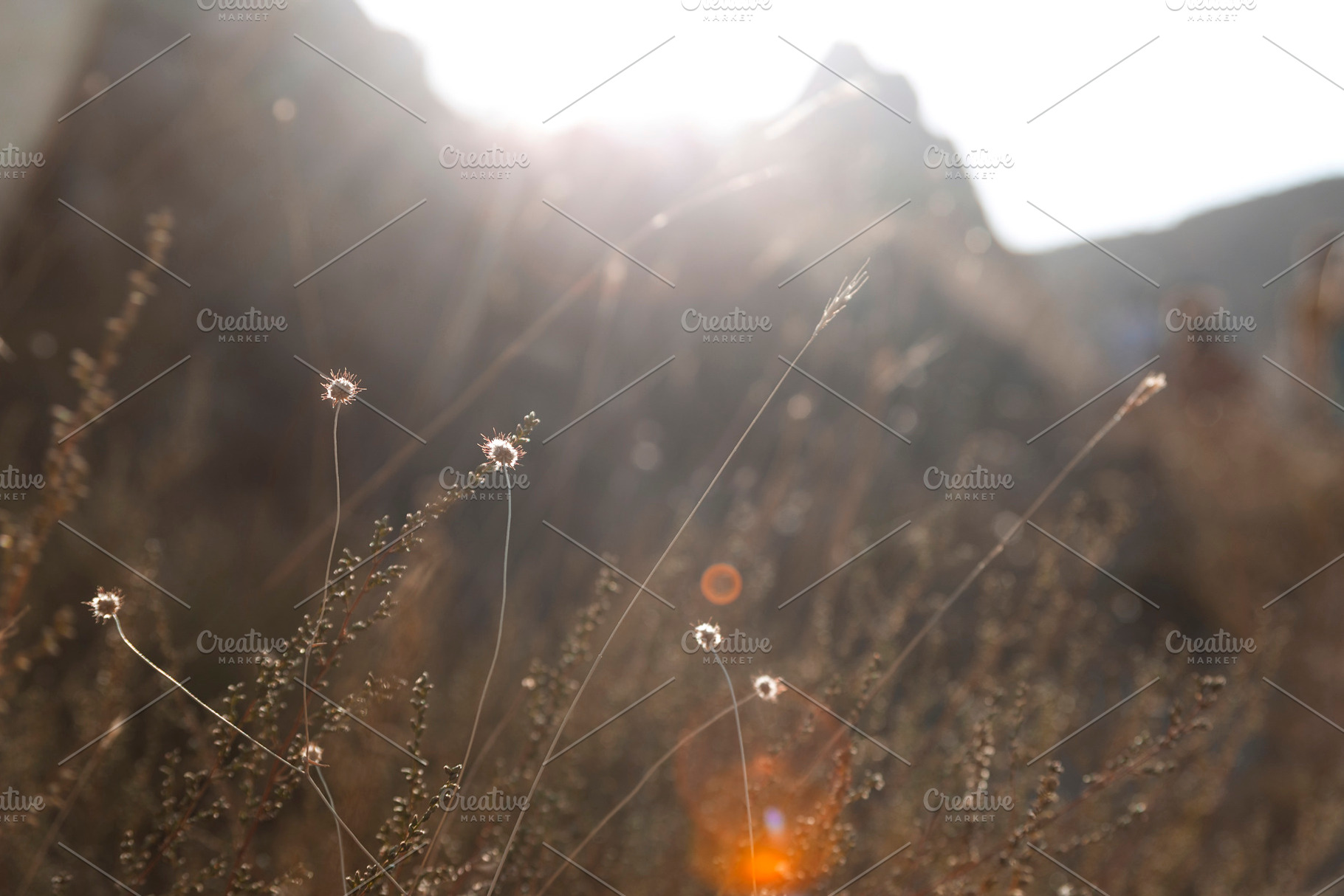 Dried flowers in mountains, a Background Photo by Valeriia • Svitlini