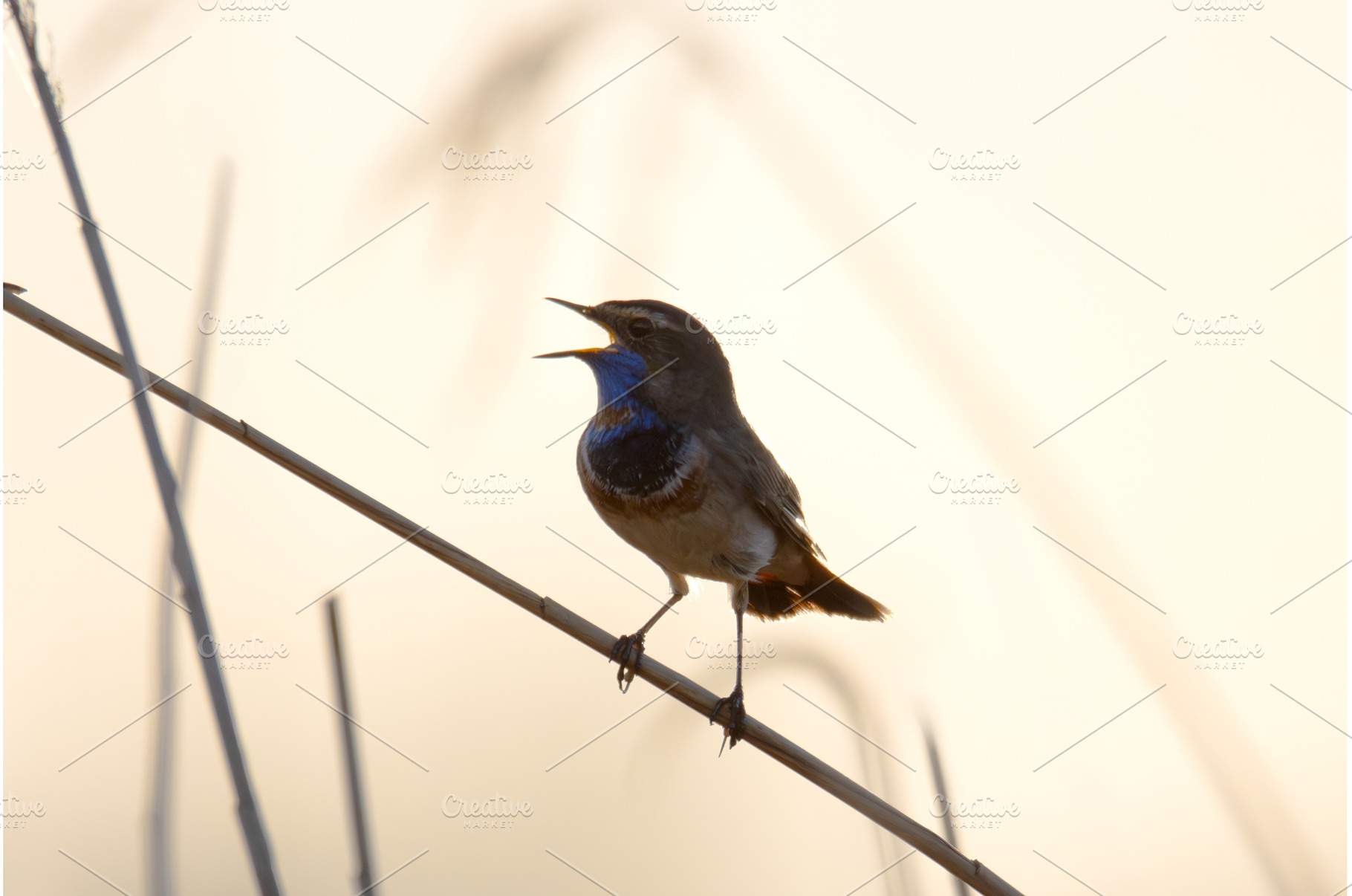 Male Bluethroat Singing on Reed Stem, an Animal Photo by Pakosta