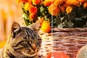 10 Pumpkin Mobile Lightroom Presets, a Preset Add-On by LucaTheme (Thumbnail 9 of 9)