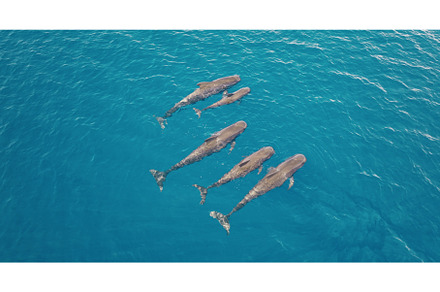 Family of pilot whales swimming in, an Animal Photo by Goinyk