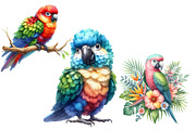 Watercolor  Parrots Clipart, an Illustration by Designworld (Thumbnail 5 of 6)