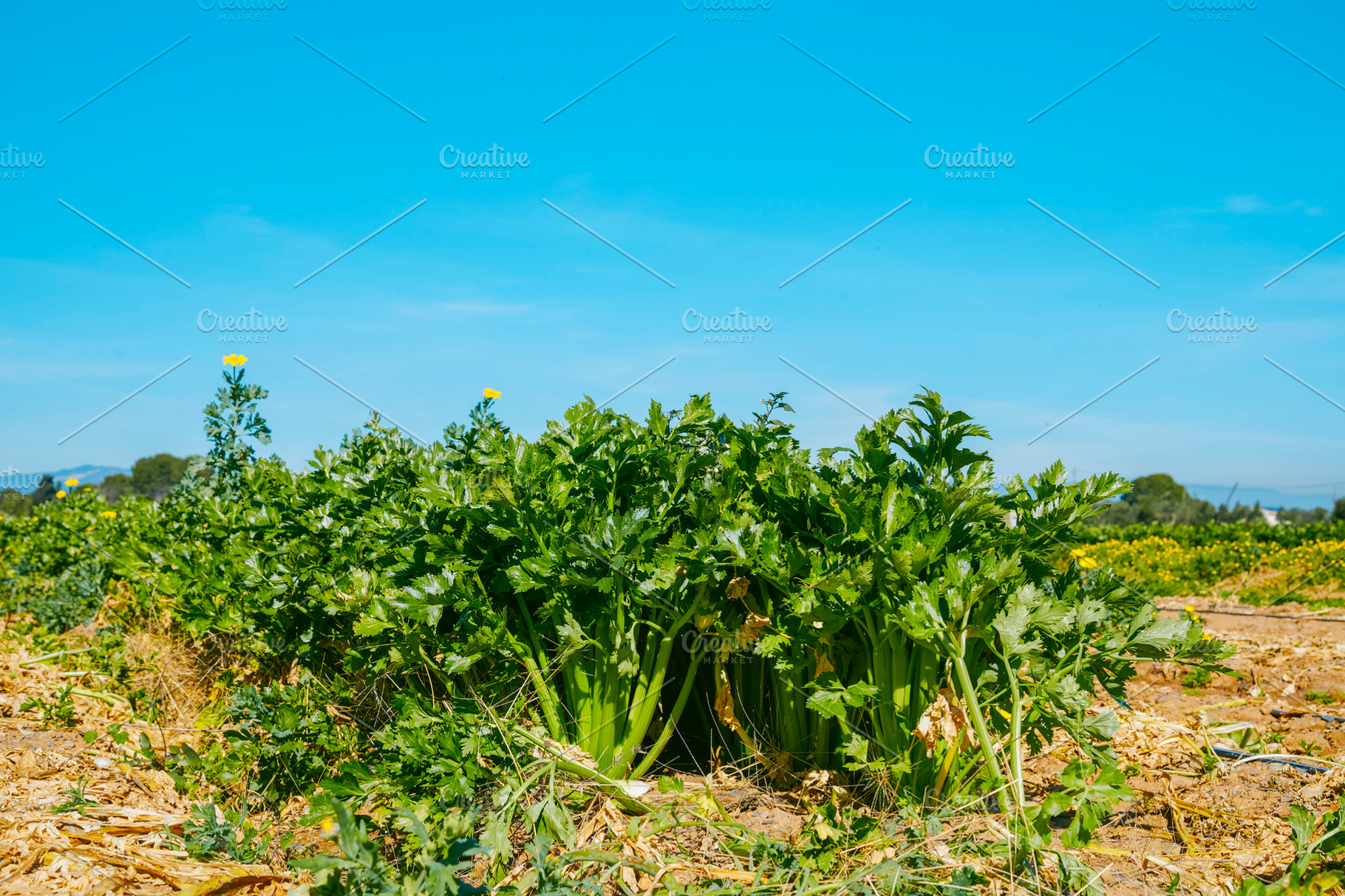 dense celery growing in rural farmland, a Photo by Nito