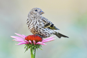 BIRD 1 Pine Siskin