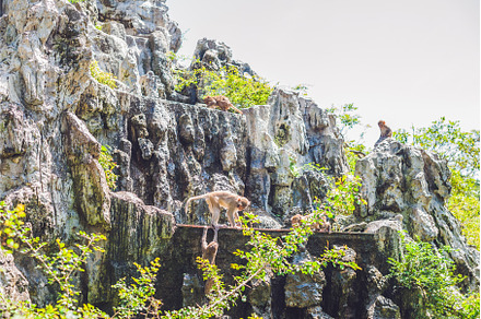 Macaque monkey jumping on rocks, an Animal Photo by Elizaveta Galitskaya