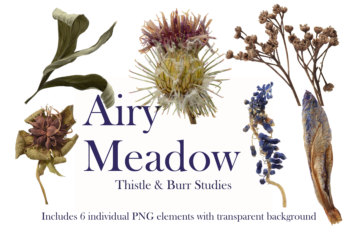 Airy Meadow – Thistle & Burr Studies, an Object Graphic by Aga Silva (Photo 2 of 5)