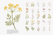 a wildflower meadow clipart set, a Decorative Illustration by Patishop Art (Thumbnail 6 of 12)