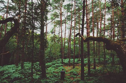 Forest photography featuring travel, explore, and iceland
