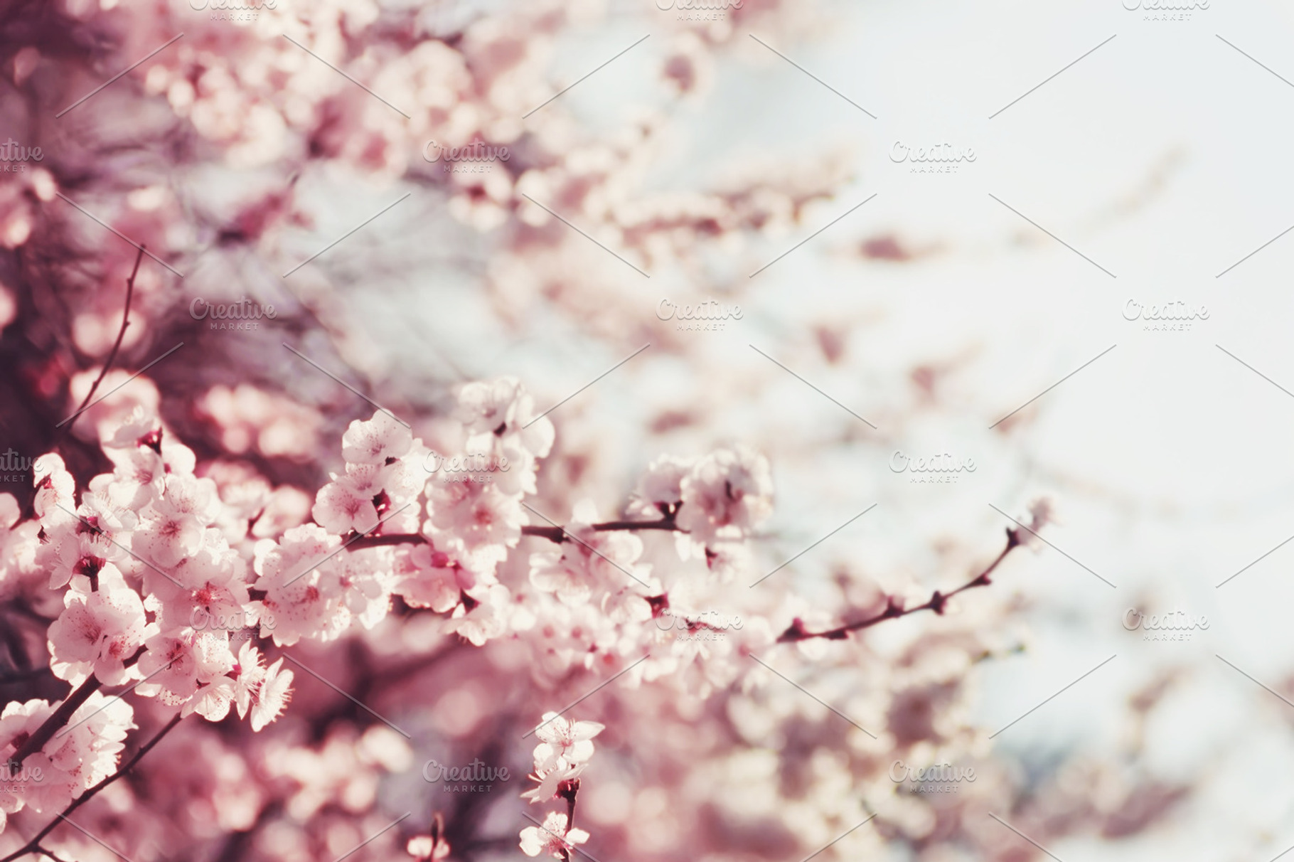 Spring Cherry blossoms, pink flowers, a Photo by odpium