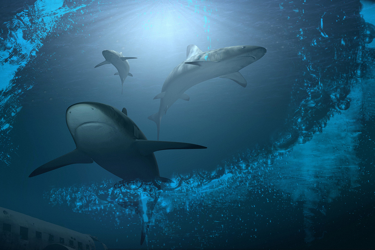 52 Blubber Brushes preview 8