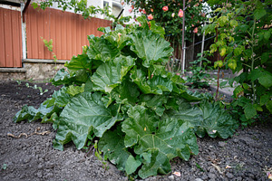 Rhubarb plant growing in a garden with fresh green leaves and natural surroundi, a Photo by AS photostudio