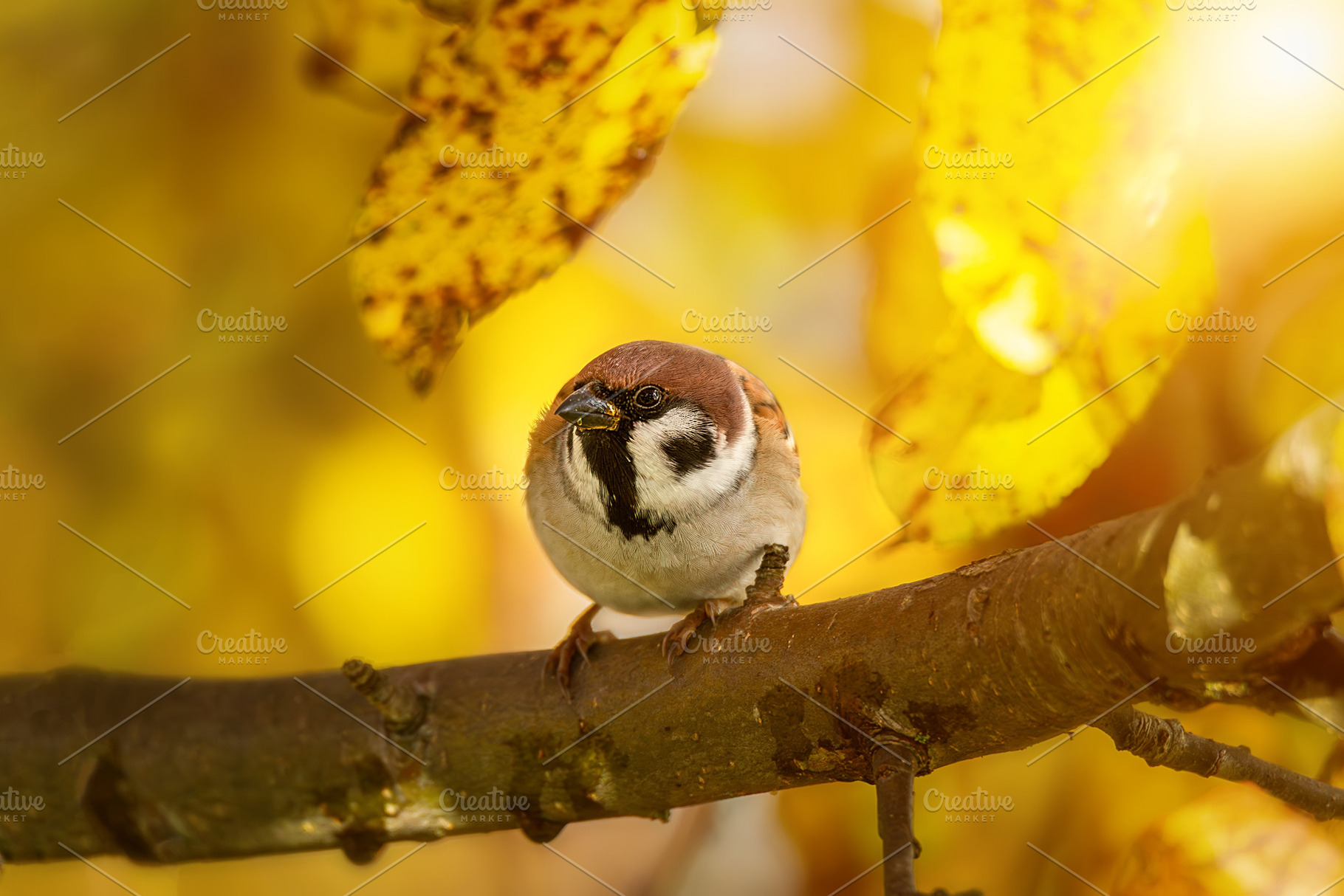 House sparrow standing on a tree., an Animal Photo by AlexBush