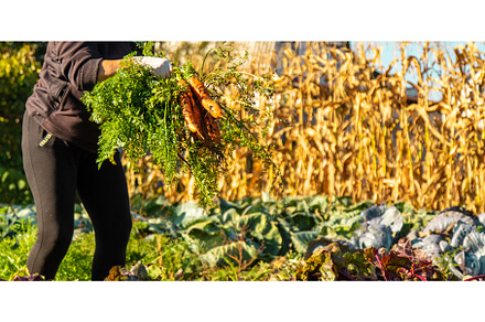 Carrot harvest in the garden, a Food & Drink Photo by yanadjana