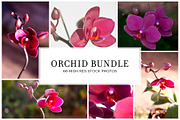 Orchid Flower Stock Bundle, a Nature Photo by r.r.palacios (Thumbnail 1 of 11)