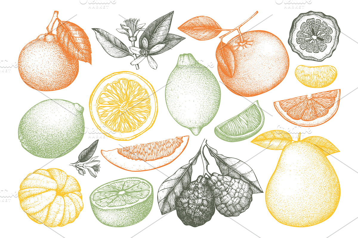 Vector Citrus Fruit Sketch Set, a Food Illustration by Yevheniia (Photo 3 of 6)