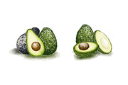 Avocado Watercolor set, a Food Illustration by skyclick (Thumbnail 2 of 2)