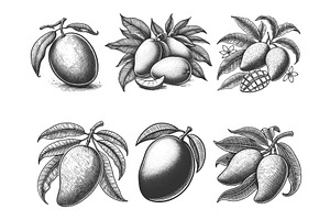 Mango engraving set vector, a Food Illustration by AlexArt