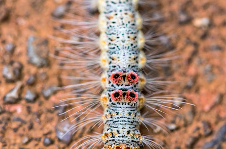 Caterpillar on the ground, an Animal Photo by yongkiet jitwattanatam