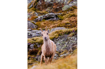 The Alpine ibex, capra ibex, also