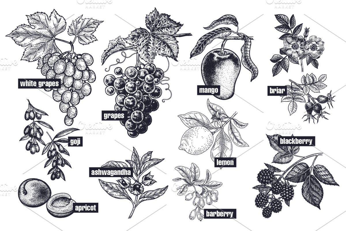 Fruits and berries. Big set., an Object Graphic by MarinaVorontsova (Photo 5 of 8)