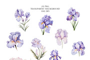 Iris Flowers, a Decorative Illustration by Vasmila (Thumbnail 3 of 9)