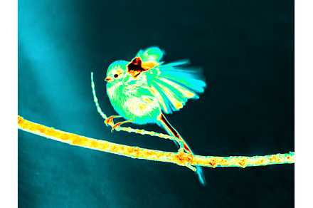 Infrared Thermal Image of Long Tiled