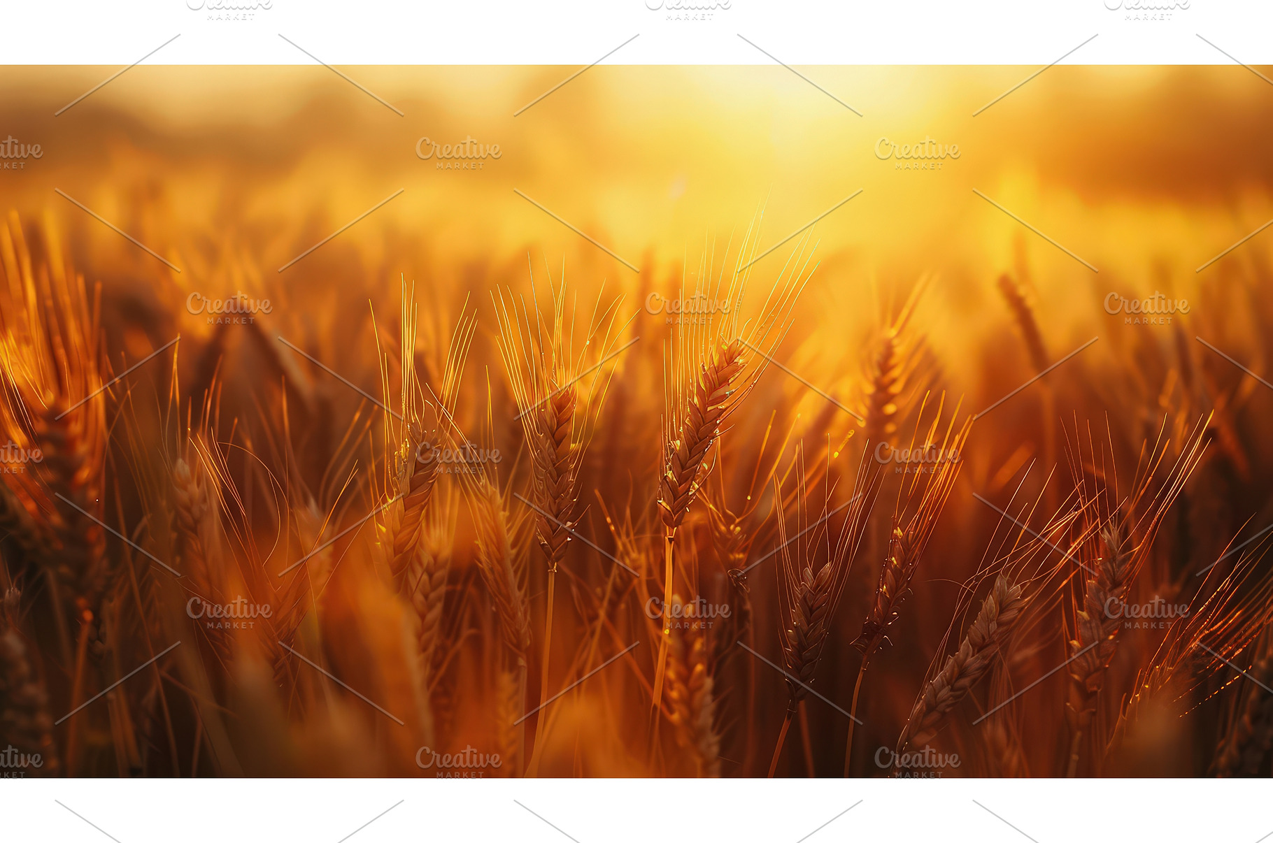 Golden wheat field glowing at sunset, a Nature Photo by piter.goskov