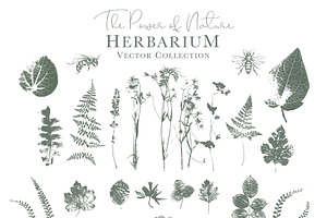 Herbarium: Vector Labels