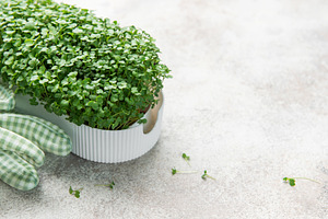 Microgreens growing in container with gardening gloves, a Food & Drink Photo by Olena Rudo