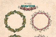 Enchanted Sea Bundle Fantasy Marine, an Animal Illustration by Ink Stories (Thumbnail 15 of 54)