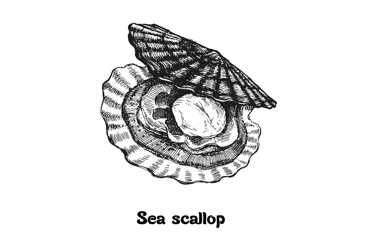 Seafood collection_part 1, a Food Illustration by ZotovShop (Photo 4 of 11)