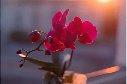 Pink orchid by the window. Beautiful