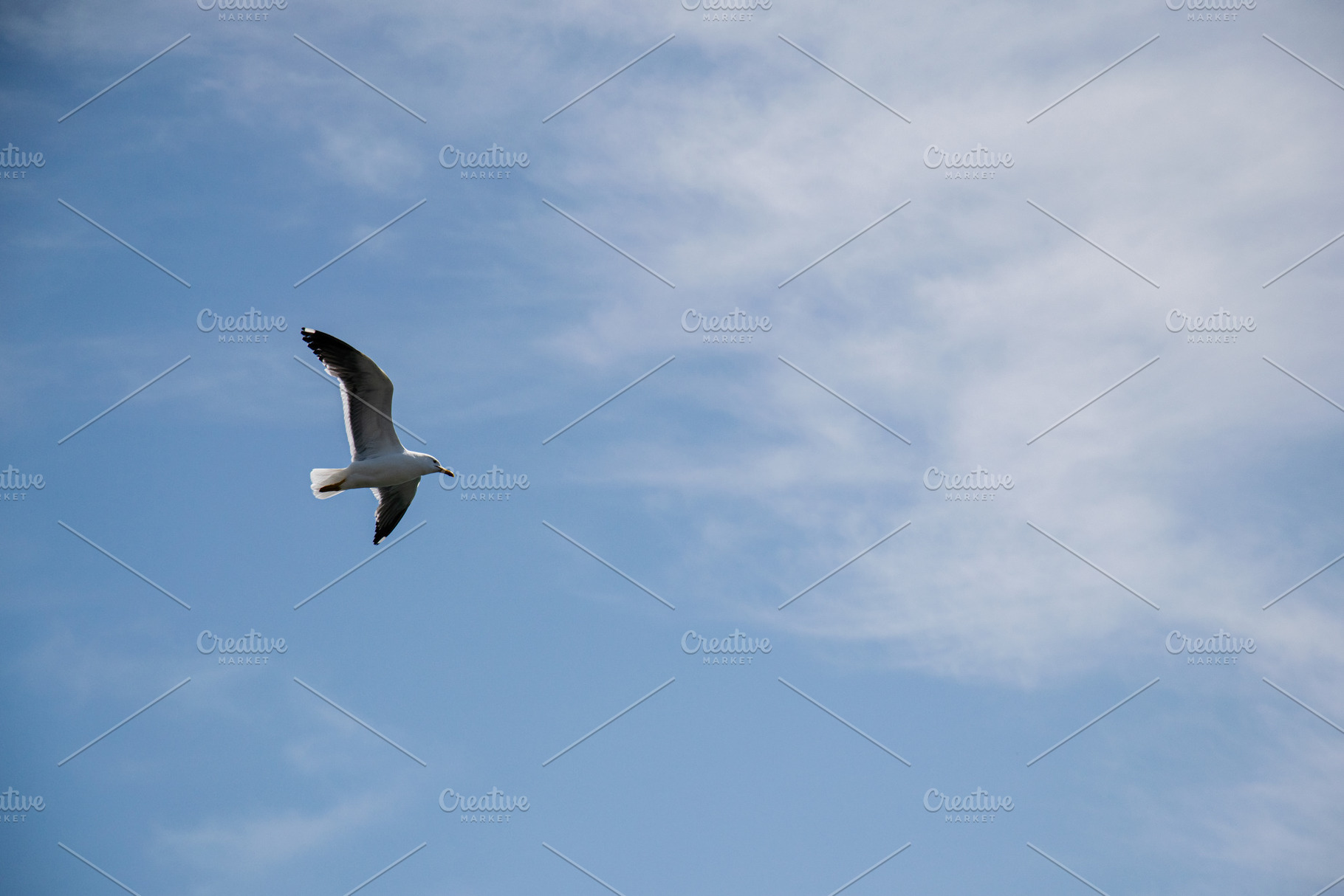 Seagull soaring in the sky over Akranes, Iceland on a bright day, a Photo by AS photostudio