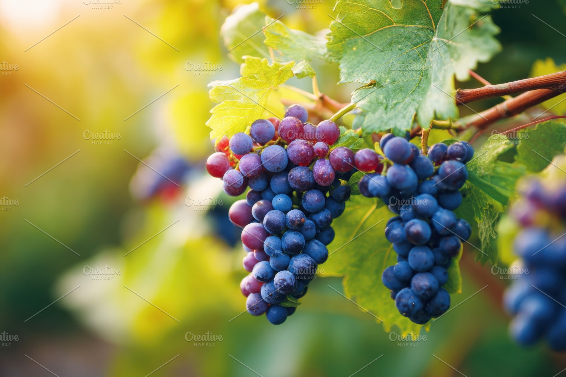 Close-up of colorful ripe grapes on vine, a Food & Drink Photo by AlyaAnd