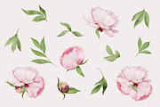 -30% Watercolor Peony Collection, an Object Illustration by bloomscape (Thumbnail 3 of 10)