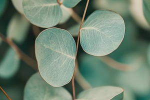 Eucalyptus leaves beauty, a Photo by Beautiful things