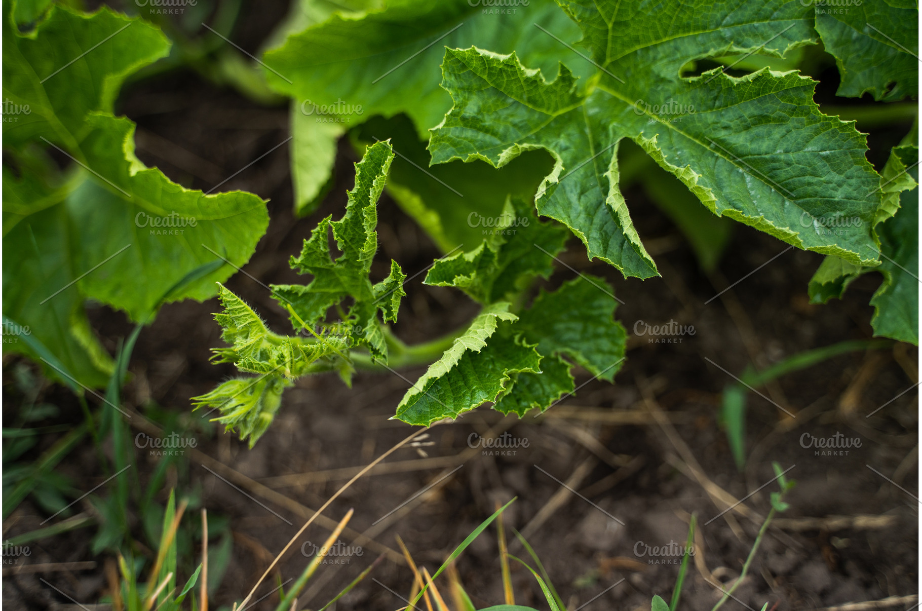 Young squash plant growing in garden, a Nature Photo by volodymyrshtun13795