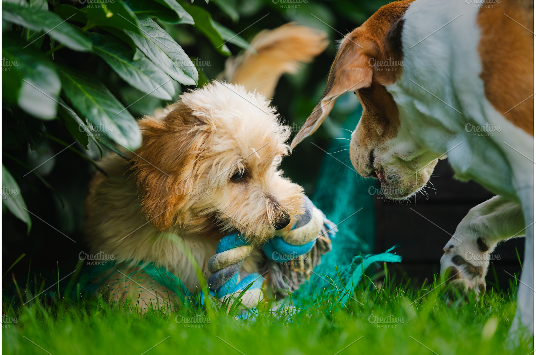 Maltipoo Puppy Playing with Rope Toy, an Animal Photo by MadPhotos